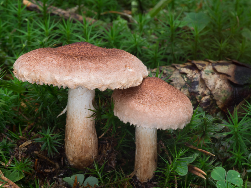 Tricholoma vaccinum